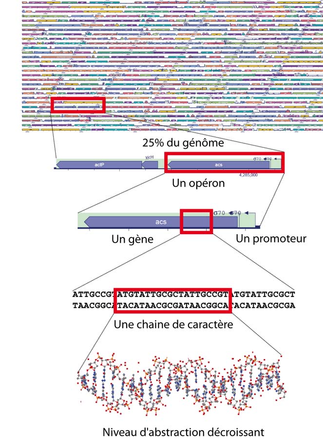 Le génome et l'ADN