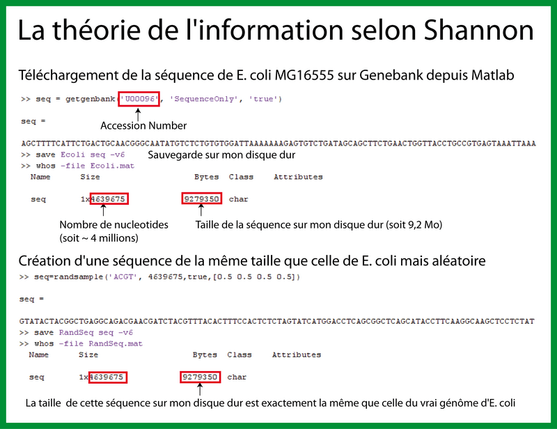 La théorie de l'information de Shannon