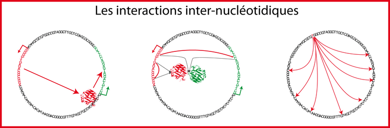 Interactions inter-nucléotidiques