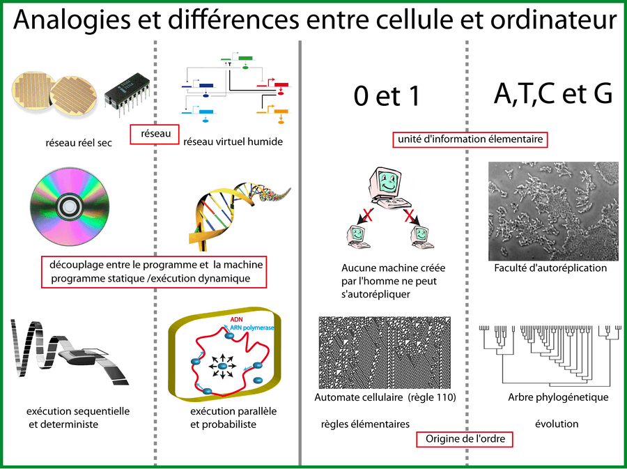 Analogies et différences entre une cellule et un ordinateur
