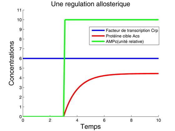 Dynamique d'une régulation allostérique
