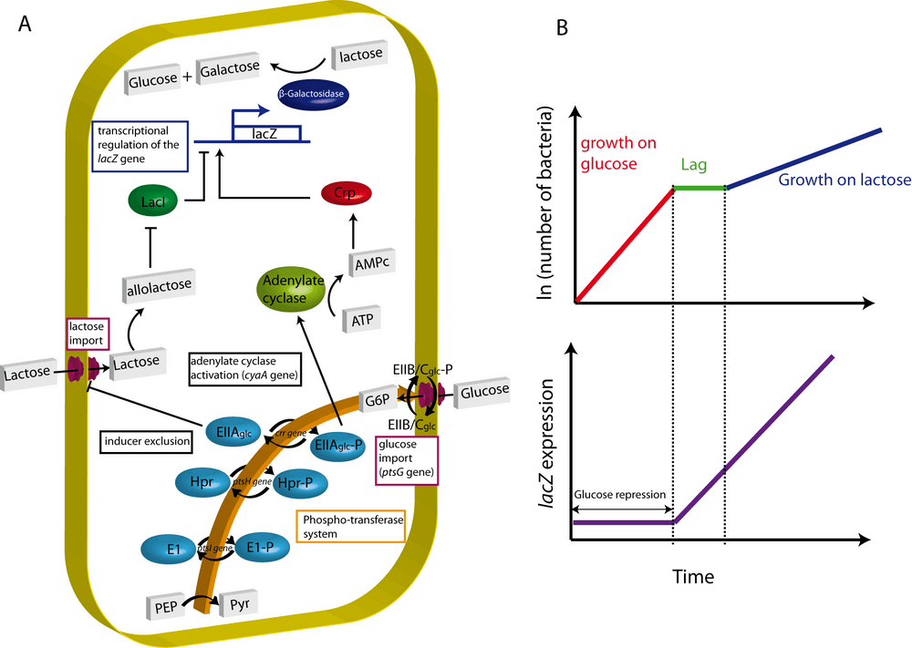 The two models explaining glucose repression of the lactose operon