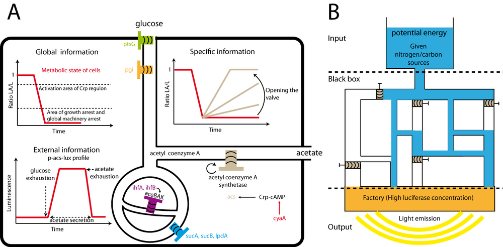 Schematic of the biosensors