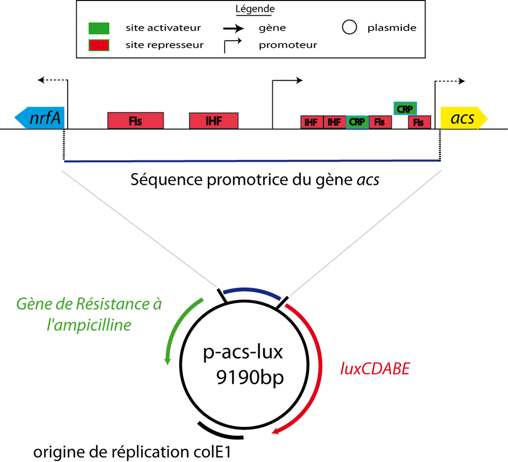 Fabrication de la fusion transcriptionnelle p-acs-lux.