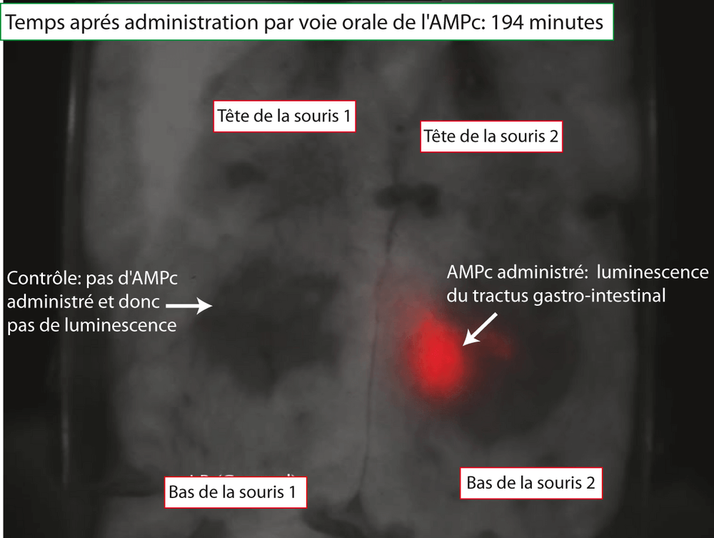 Induction de l'operon luxCDABE directement dans le tractus gastro-intestinal d'une souris grâce à l'AMPc.