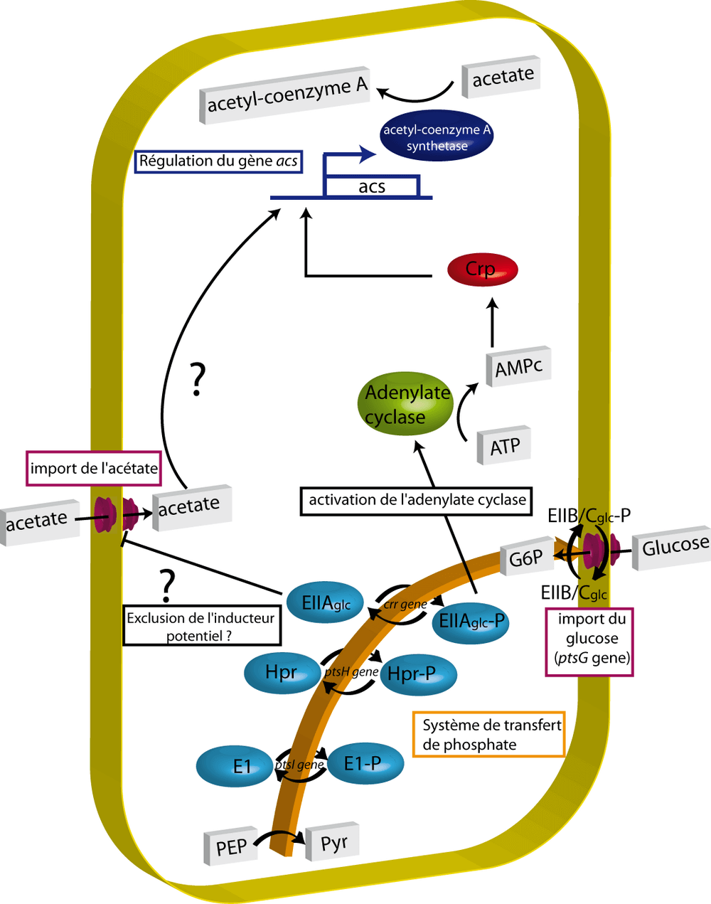 Schéma récapitulatif des deux modèles principaux de la répression catabolique.
